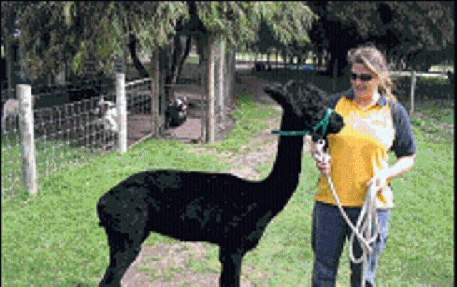 Sunflowers Animal Farm & Farmstay Margaret River Екстериор снимка