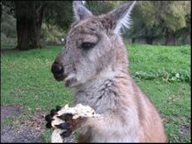 Sunflowers Animal Farm & Farmstay Margaret River Екстериор снимка